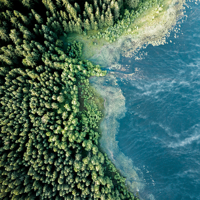 Drohnenaufnahme von Nadelwald an einer See- oder Meeresküste mit klarem Übergang von Grün zu Blau